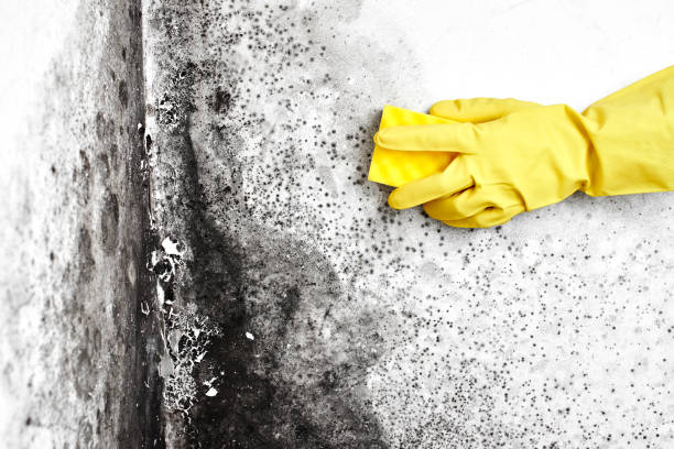 Best Mold Remediation for Schools in Canyon Lake, TX