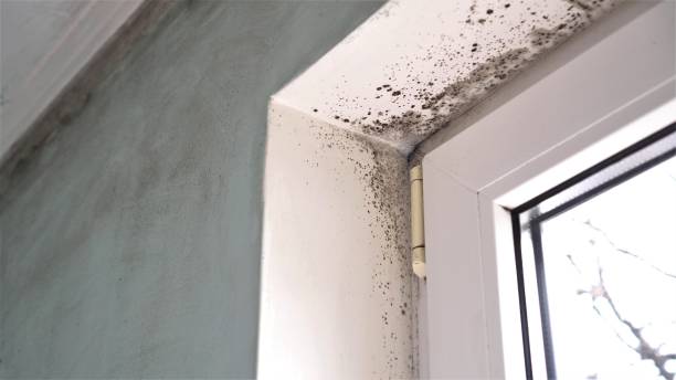Best Localized Mold Remediation (e.g., coastal areas, humid climates) in Canyon Lake, TX