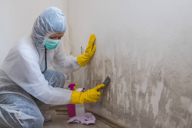Best Localized Mold Remediation (e.g., coastal areas, humid climates) in Canyon Lake, TX