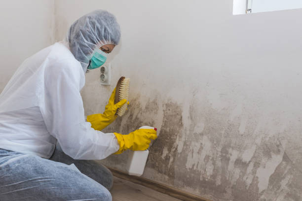 Best Mold Testing and Inspection Services in Canyon Lake, TX