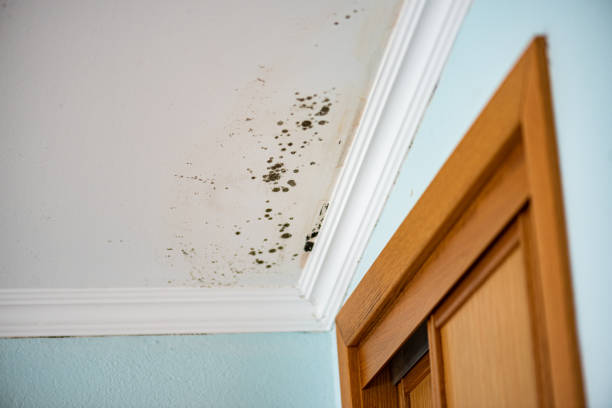 Best Insurance-Related Mold Remediation in Canyon Lake, TX