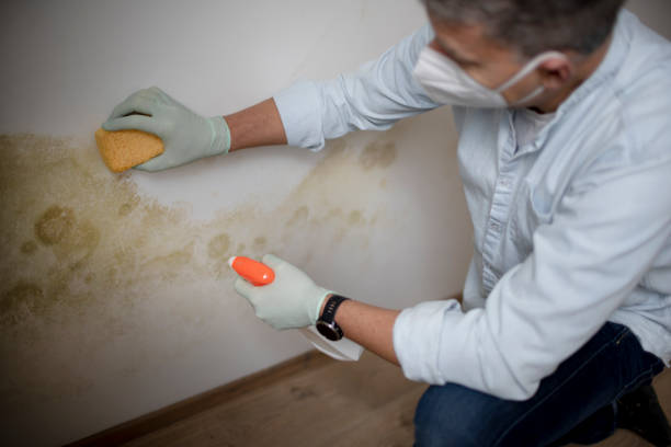 Best Residential Mold Remediation in Canyon Lake, TX