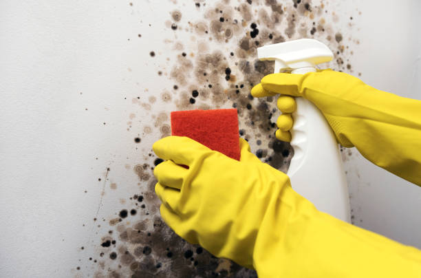 Best Post-Flood Mold Remediation in Canyon Lake, TX