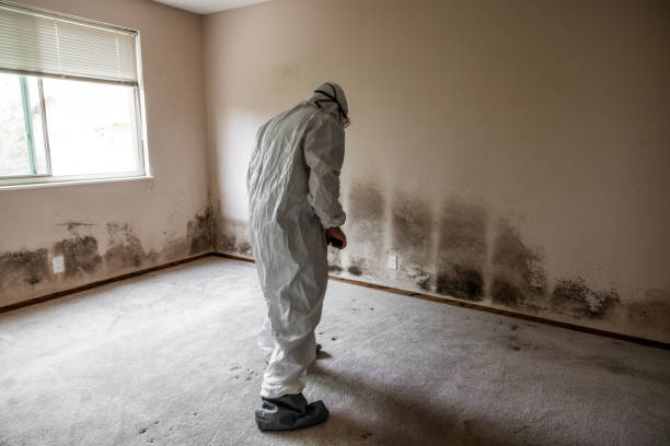 Best Kitchen Mold Remediation in Canyon Lake, TX