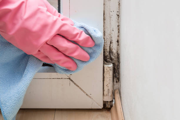 Best Basement Mold Remediation in Canyon Lake, TX