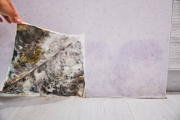 Professional Mold Remediation in Canyon Lake, TX